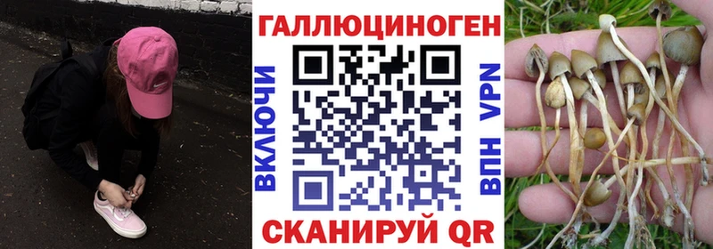 Псилоцибиновые грибы Cubensis  Зарайск 
